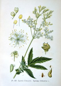 Mädesüß, 1893