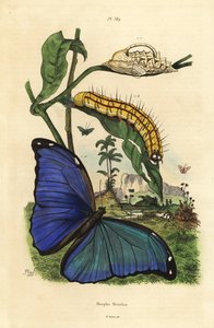 Menelaus-Blauer Morphofalter, Raupe und Puppe von Unbekannt