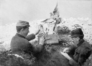 Brieftauben werden an der Front freigelassen, Erster Weltkrieg, 1915
