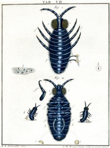 Mikroskopie
