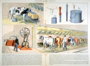 Melkstand mit Thistle-Saug- und Pulsationsmelkmaschine, 1899
