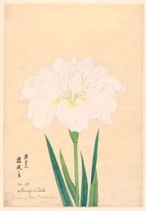 Mond der frostigen Nacht (Shimoyo no Tsuki), Nr. 38, ca. 1910 von Unbekannt