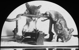 Mäuse- oder Rattenfalle, späte 19. oder frühes 20. Jahrhundert von Unbekannt