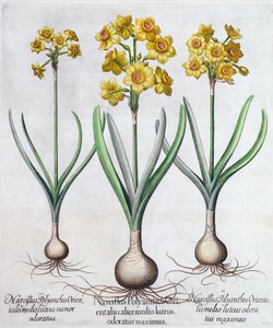 Narzissen, 1613 von Unbekannt