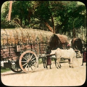 Einheimischer Ochsenkarren, Ceylon