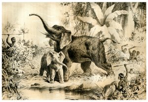 Einheimische spießen einen Elefanten auf, 1883 von Unbekannt