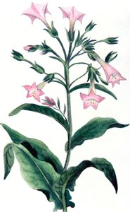 Nicotiana tabacum - Tabakpflanze, 1823