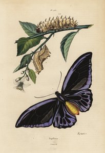Nördlicher Vogelflügler, Ornithoptera priamus urvillianus 1, und Puppe und Larve des Gemeinen Vogelflüglers, Troides helena