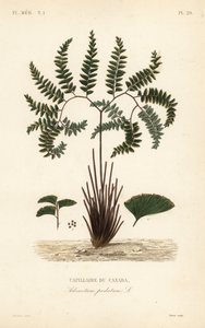 Nördlicher Frauenhaarfarn oder Fünffingerfarn, Adiantum pedatum, Kanadischer Frauenhaarfarn