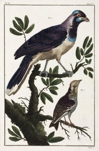 Tropische Vögel: Choucas de Cayenne und Cotinda der Molukken