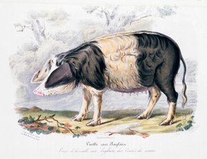 Alte englische Schweinerasse, 1842
