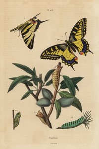 Schwalbenschwanz, Papilio machaon 1, und Segelfalter, Iphiclides podalirius 2, Larve und Puppe