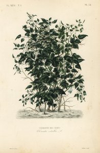 Gemeine Waldrebe, Clematis vitalba von Unbekannt
