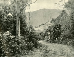 Auf der Illawarra Road, N.S.W., 1901 von Unbekannt