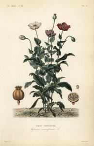 Schlafmohn von Unbekannt