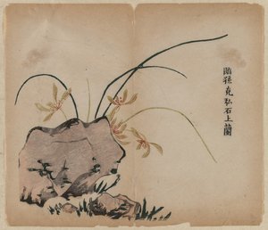 Orchidee auf Felsen, 18. Jahrhundert