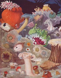 Über fünfzig Arten von Seeanemonen, 1935