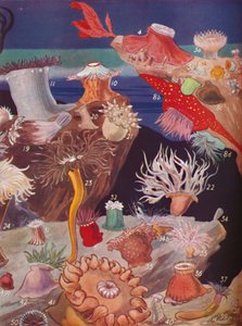 Über fünfzig Arten von Seeanemonen, 1935
