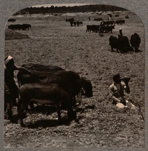 Ochsen, die Korn treten, um 1900 von Unbekannt