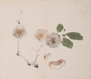 Seite aus Shi Zhu Zhai von Unbekannt