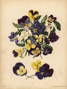 Stiefmütterchen, Pensees oder Herzfreude, Viola tricolor, Gedanken: Du beschäftigst meine Gedanken oder Pensez a Moi