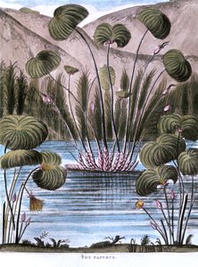Papyrusrohr Cyperus papyrus, 1823
