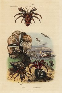 Pfauenalge, Padina pavonica, Gemeiner Einsiedlerkrebs, Pagurus bernhardus, Blauäugiger Einsiedlerkrebs, Paragiopagurus diogenes, und Pagurus alatus