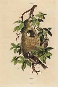 Beutelmeise, Remiz pendulinus, und Nest