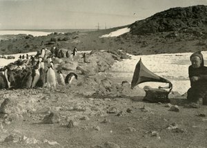 Pinguine hören im Sommer Grammophon von Unbekannt