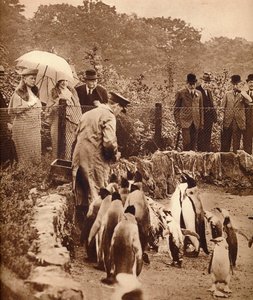 Pinguine auf Parade für den König, 1934-1935 von Unbekannt
