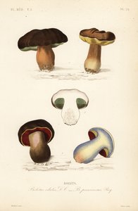 Steinpilz, Boletus edulis, und der Satansröhrling, Suillellus luridus