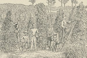Pfefferplantage, 1924