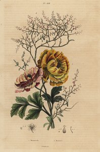 Persischer Hahnenfuß, Ranunculus asiaticus 1, und Chinesischer Indigo, Persicaria tinctoria 2. Renoncule, Renouee