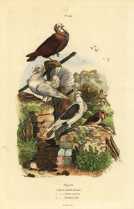 Taubenrassen: Cravatte Francais, Nonain Capucin, Trembleur Paon von Unbekannt