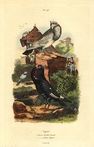 Taubenrassen: Pigeon Cavalier Faraud, Pigeon Lillois Elegant von Unbekannt