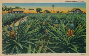 Ananasfeld - Habana, Campo De Pinas, um 1910