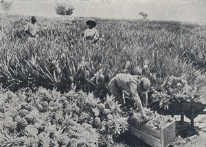 Ananasfeld, Queensland, 1923