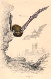 Zwergfledermaus Pipistrellus pipistrellus, 1828