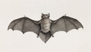Pipitrelle-Fledermaus, Fledermäuse in Ägypten von Unbekannt