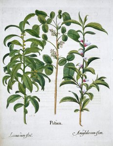Pistaziennuss, Lorbeerbaum Laurus Nobilis und Mandel, 1613 von Unbekannt