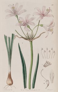 Placea ornata von Unbekannt