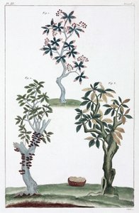 Medizinische Pflanzen, China