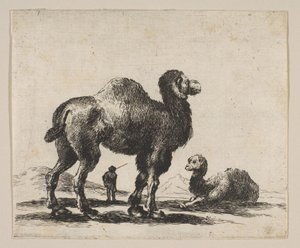 Platte 17: Kamele, aus Verschiedene Tiere Diversi animali, nach 1641 von Unbekannt