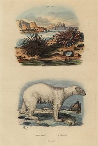 Eisbär, Ursus maritimus, gefährdet, Essbarer Seeigel, Echinus esculentus und Roter Bleistiftseeigel, Heterocentrotus mammillatus von Unbekannt