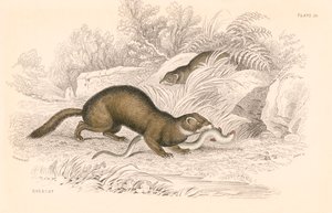 Iltis Mustela putorius, Mitglied der Wiesel-Familie