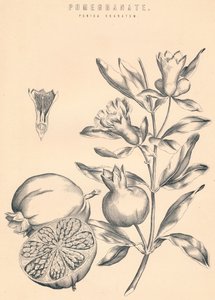 Granatapfel, 19. Jahrhundert von Unbekannt