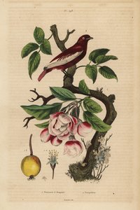 Pompadour-Kotinga, Xipholena punicea, auf einem Apfelbaum, Malus pumila, Frucht, Blüte von Unbekannt