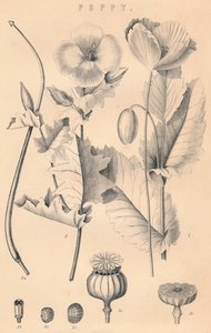 Mohnblume, 19. Jahrhundert von Unbekannt