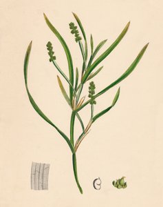 Potamogeton zosterifolius. Grasartige Teichpflanze, 19. Jahrhundert