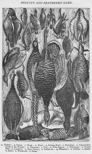 Geflügel und Federwild, 1907